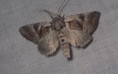 Meropleon ambifusca