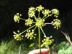 Tauschia kelloggii