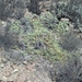 Nolana albescens - Photo (c) F, algunos derechos reservados (CC BY-NC), subido por F