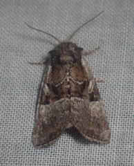Meropleon ambifusca