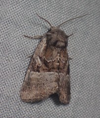 Meropleon ambifusca