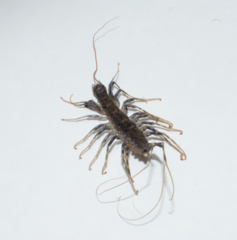 Allothereua maculata