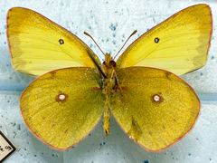 Colias harfordii
