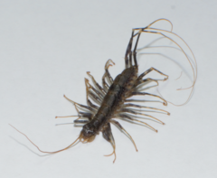 Allothereua maculata