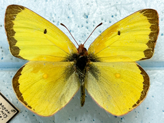 Colias harfordii