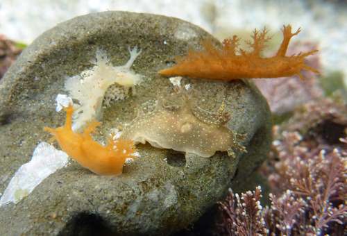 Dendronotus subramosus MacFarland, 1966