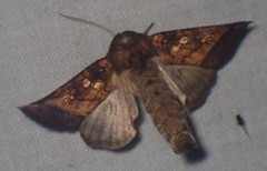 Papaipema cataphracta