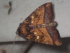 Papaipema cataphracta