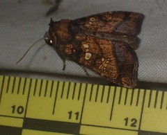 Papaipema cataphracta