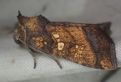 Papaipema cataphracta