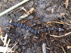 Homalopsis mereljcoxi