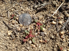 Calyptridium pygmaeum