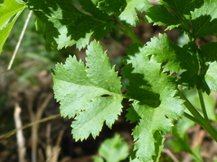 Tauschia kelloggii