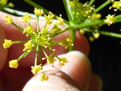 Tauschia kelloggii