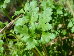 Tauschia kelloggii