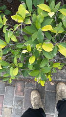 Ficus microcarpa