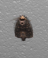 Archigargetta amydra