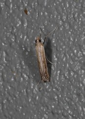Euclasta maceratalis