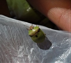 Misippus spinolae
