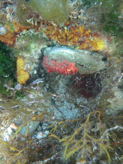 Haliotis tuberculata