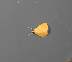 Hyalobathra brevialis