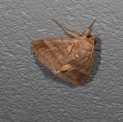 Ophiusa hituense