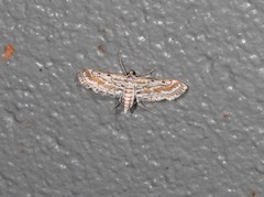 Parapoynx dentizonalis