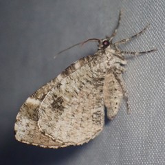 Stamnodes gibbicostata