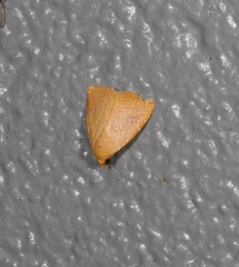 Rivula everta