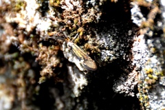 Esperia sulphurella