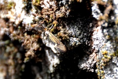Esperia sulphurella