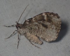 Stamnodes gibbicostata