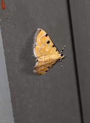 Notarcha