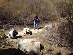 Calyptridium pygmaeum