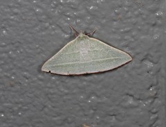 Oenochroma infantilis