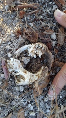 Orthogeomys grandis