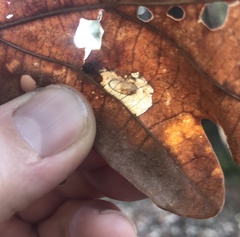 Phyllonorycter basistrigella