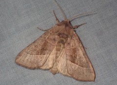 Hydraecia immanis