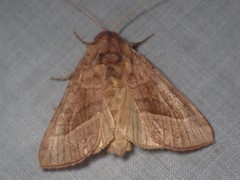 Hydraecia immanis