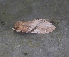 Dudusa distincta