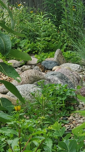 Eastern Chipmunk photographed in Illinois