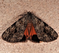 Catocala amica-lineella