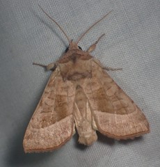 Hydraecia immanis