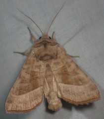 Hydraecia immanis