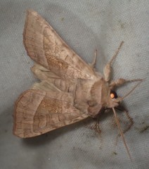 Hydraecia immanis