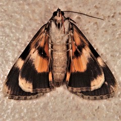 Catocala amica-lineella