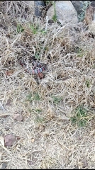 Lampropeltis ruthveni