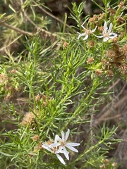 Olearia glutinosa