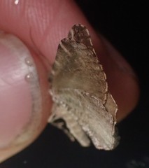 Stamnodes gibbicostata