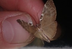 Stamnodes gibbicostata